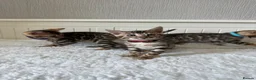 Bengal cats for sale: 🐆Adorable pedigree bengal kittens🐆 - Advert 6