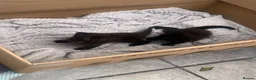 Mixed Breed cats for sale: Identical black/chocolate brown kittens - Advert 4