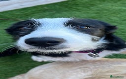 Mixed Breed dogs for sale: Beardie border pup  - Image 1