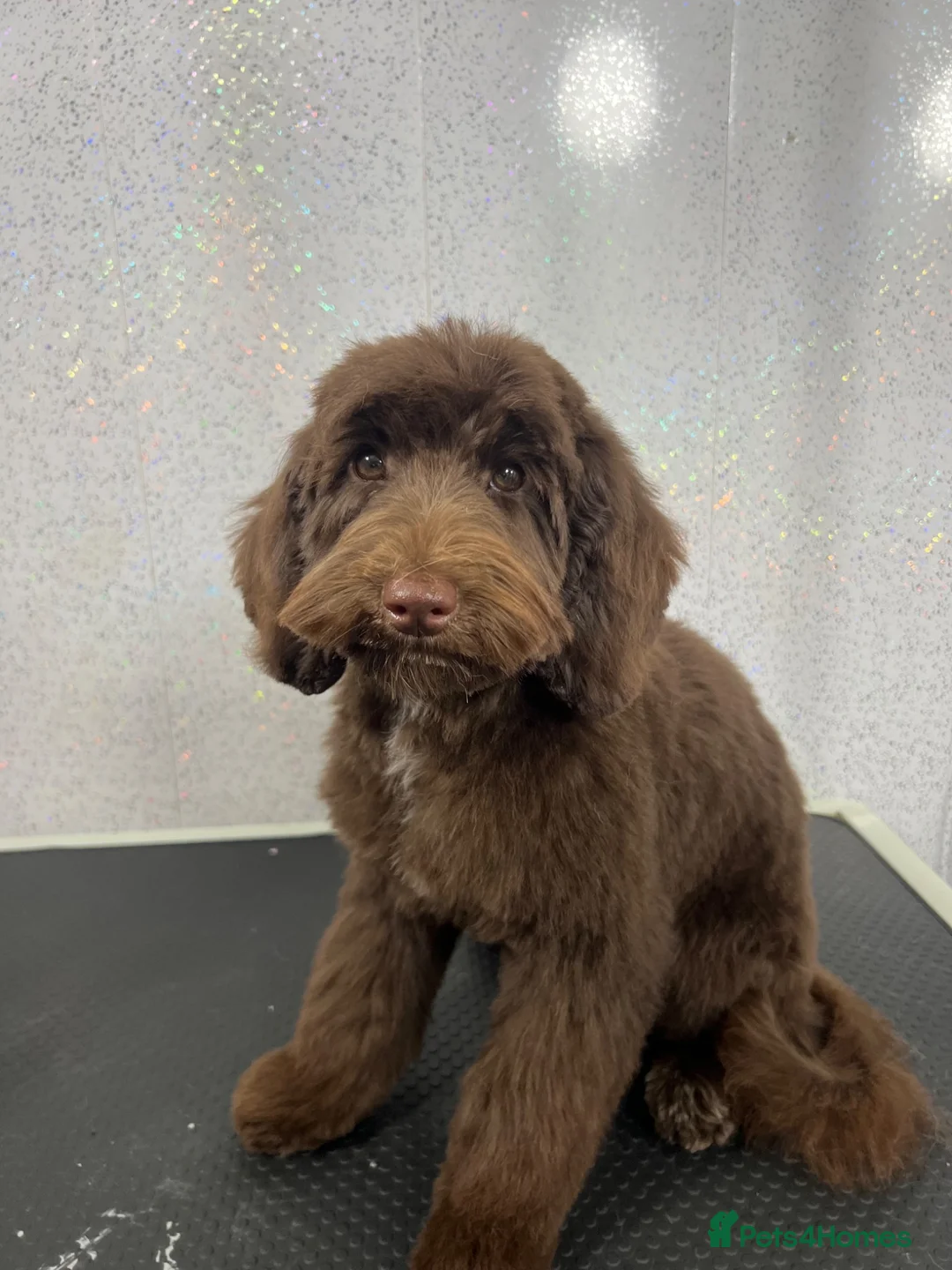 Cockapoo dogs for sale: River - cockapoo puppy - Advert 2