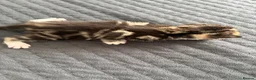Domestic Shorthair cats for sale: domestic short hair kittens for sale  - Advert 14