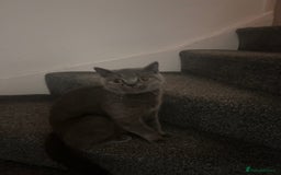 British Shorthair cats for sale: British short hair - Image 4