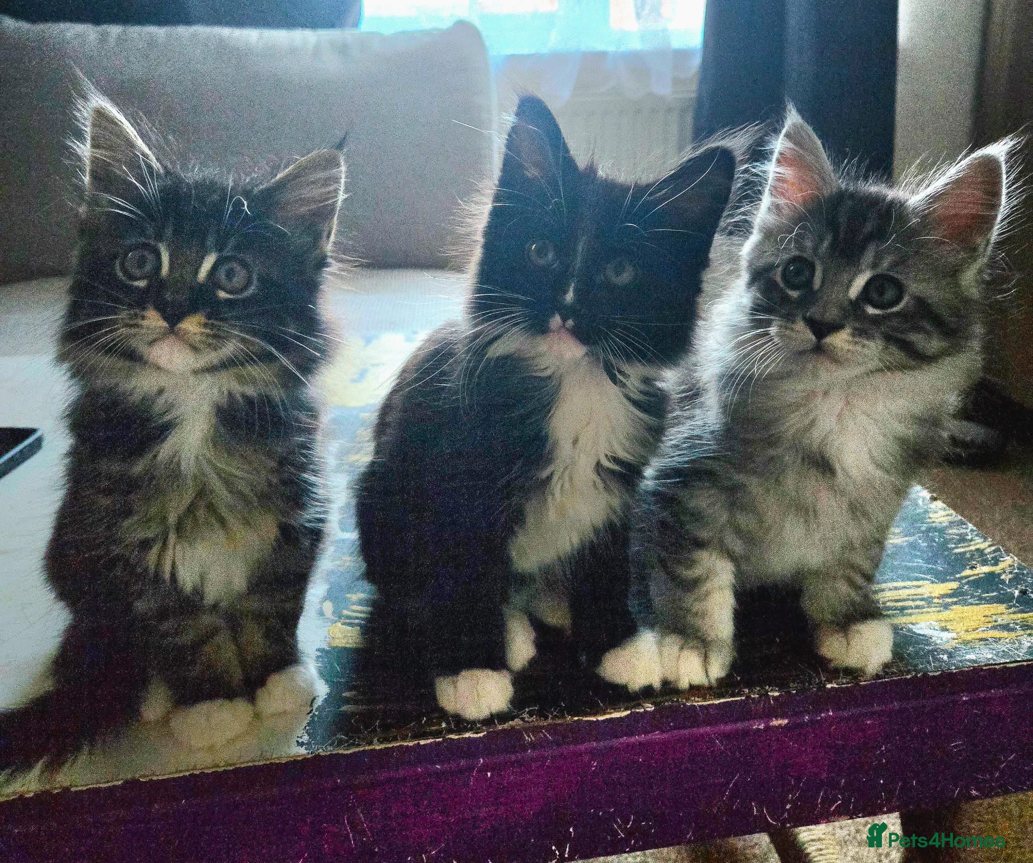 Maine Coon cats 3 Maine Coon kittens. - Advert 9