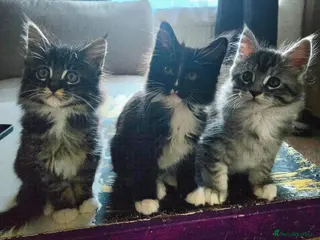 Maine Coon cats 3 Maine Coon kittens. - Advert 9
