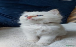 Siamese cats for sale: Ready to Leave Flame Point Siamese Kittens - Image 7