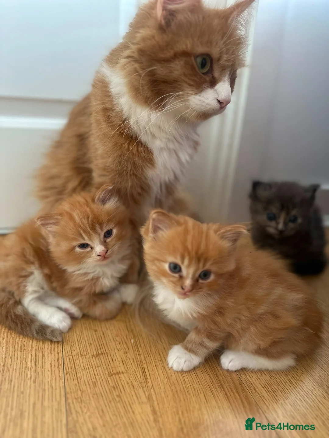 Mixed Breed cats for sale: Mix maine coon and ragdoll  - Advert 2