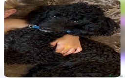 Cavapoo dogs for sale: Stunning F1b chocolate and tan Cavapoo girl  - Image 6