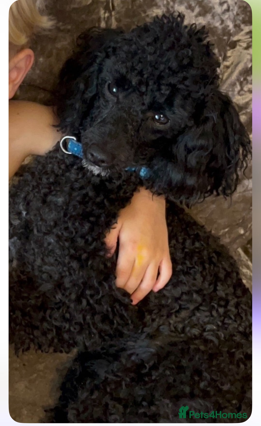 Cavapoo dogs for sale: Stunning F1b chocolate and tan Cavapoo girl  - Image 6