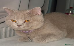 British Shorthair cats for sale: Stunning British Short Hair Kittens - Image 25