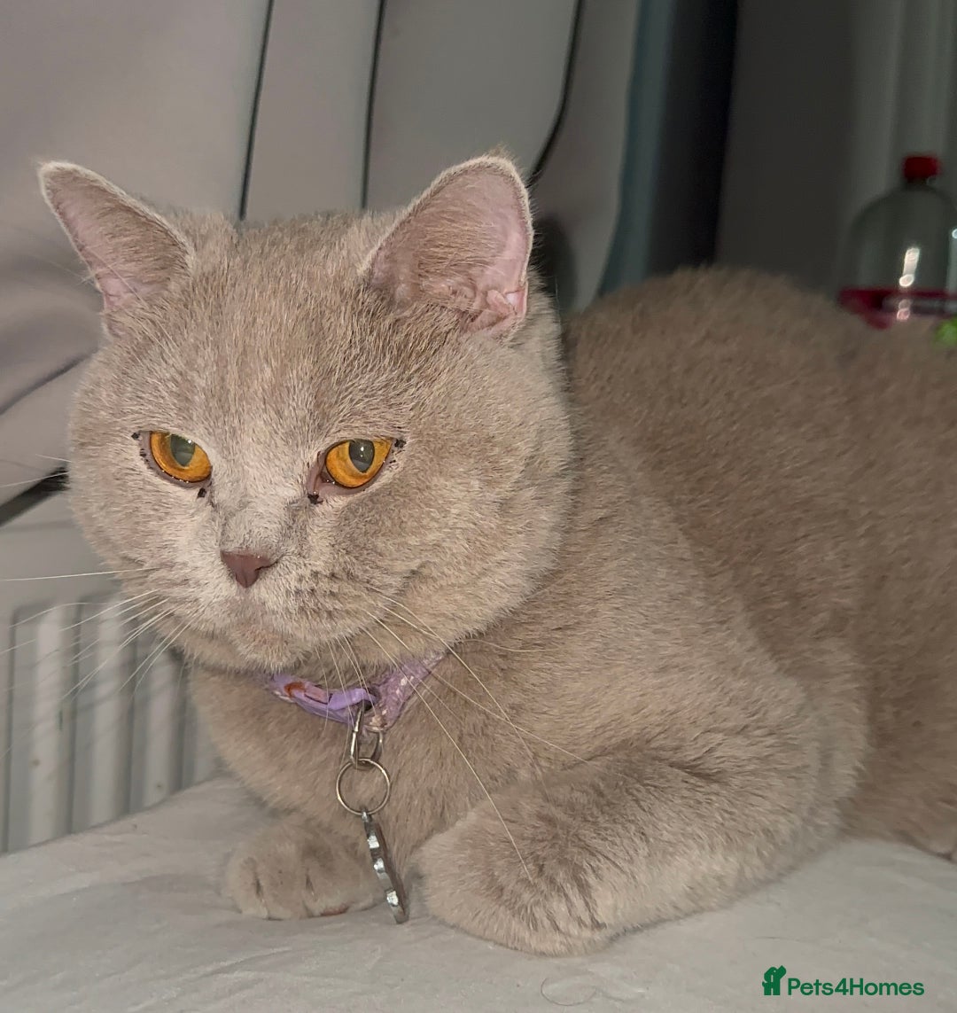 British Shorthair cats for sale: Stunning British Short Hair Kittens - Image 25