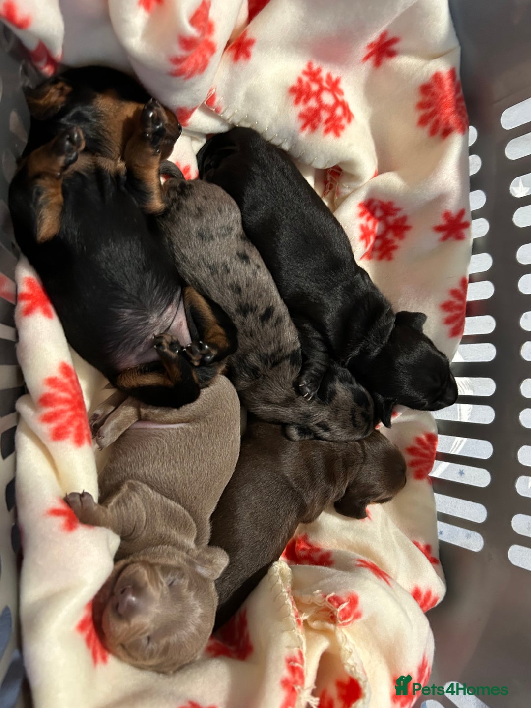 Miniature Dachshund dogs for sale: Kc miniature dachshund  - Advert 10