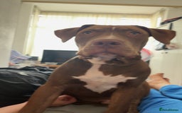 Mixed Breed dogs for sale: Male for rehoming  - Image 5
