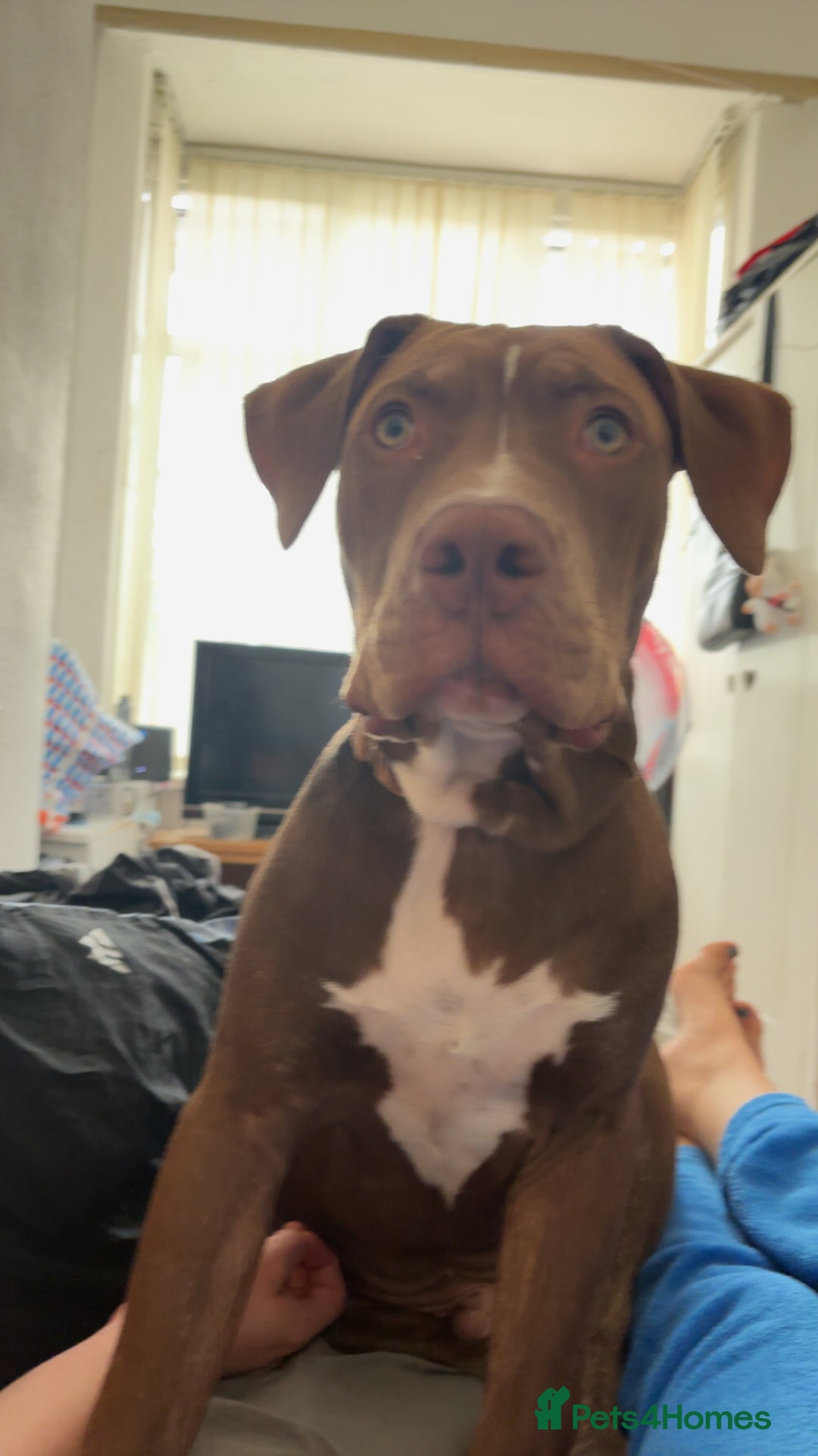 Mixed Breed dogs for sale: Male for rehoming  - Image 5