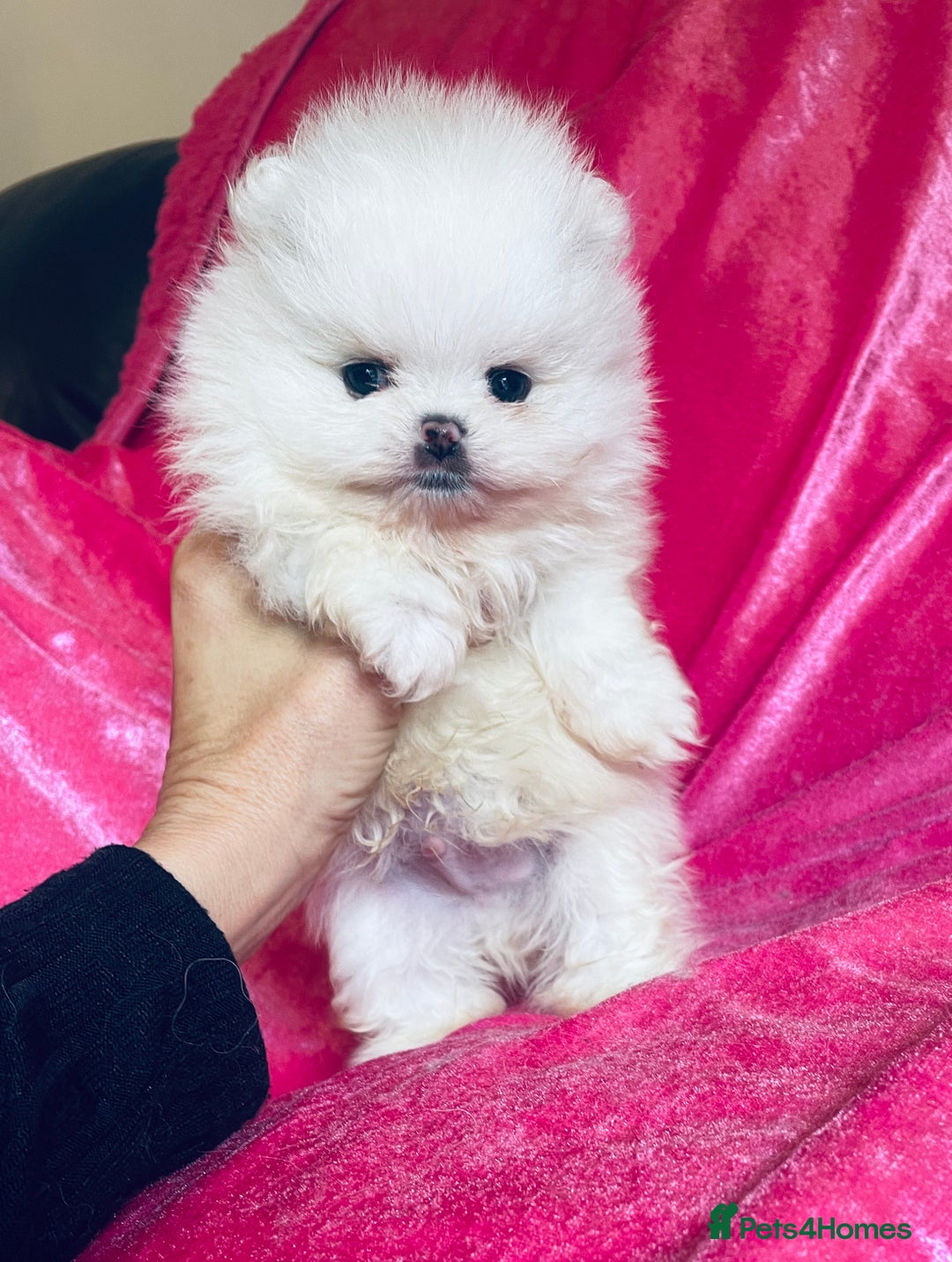 Pomeranian dogs for sale: Stunning teddybear face Boys Ready🌟 - Advert 9