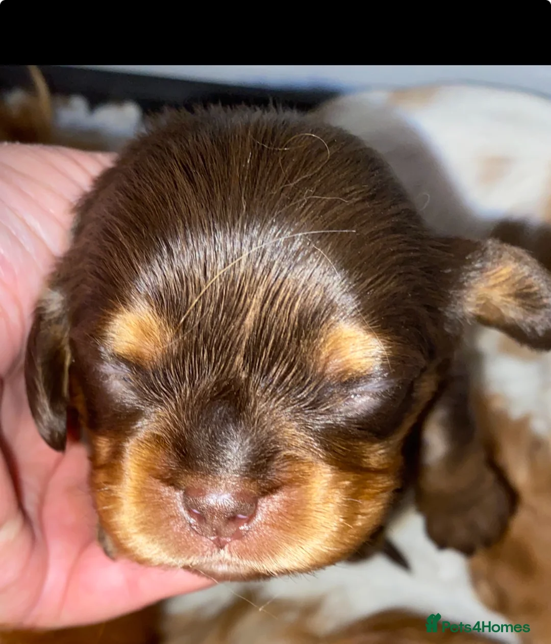 Cavalier King Charles Spaniel dogs for sale: Solid Chocolate and Tan Boy  🤎  - Advert 1