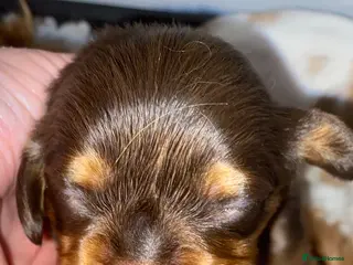 Cavalier King Charles Spaniel dogs Solid Chocolate and Tan Boy 🤎 - Advert 18