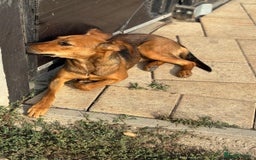 Mixed Breed dogs for adoption: Our lovely Angie, available for cuddles - Image 8