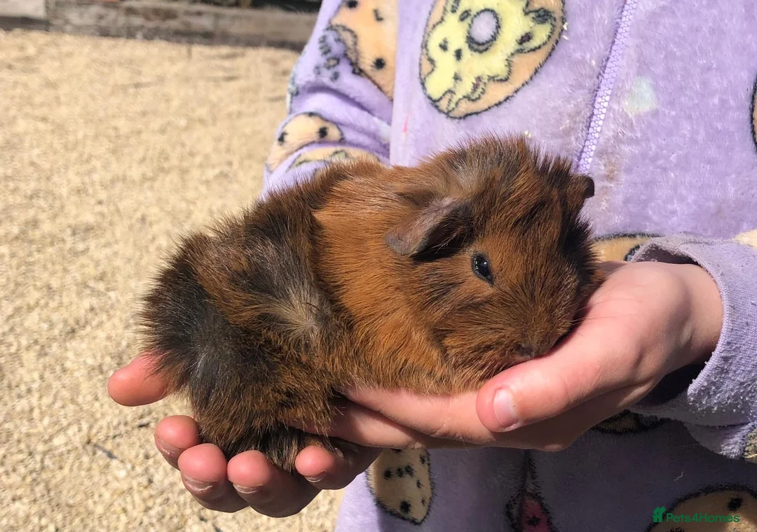 Guinea Pig rodents for sale: Baby Boar Guinea pig in Bristol - Advert 1