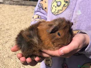 Guinea Pig rodents Baby Boar Guinea pig - Advert 1