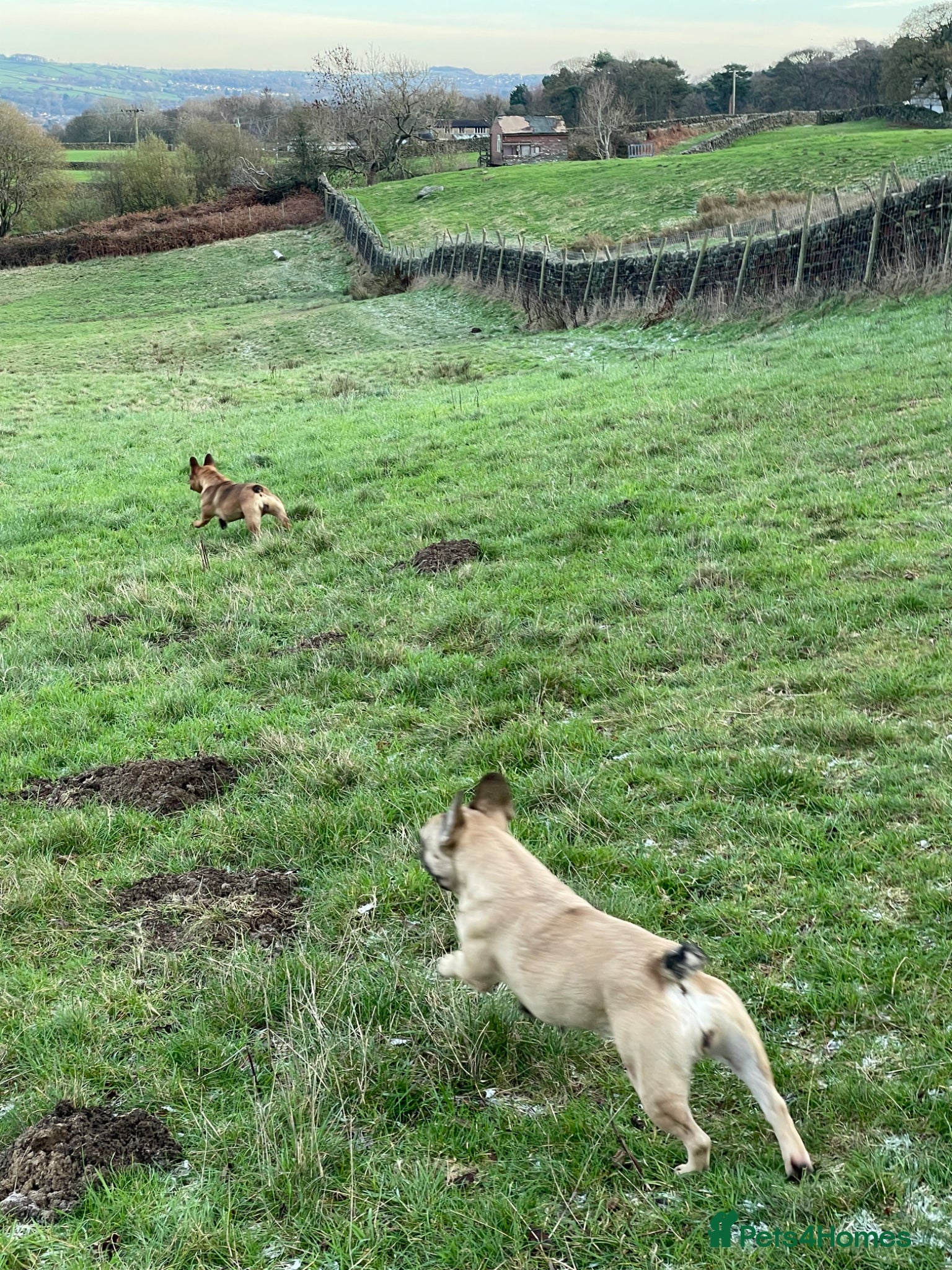 French Bulldog dogs KC HEALTH TESTED FRENCH BULLDOGS SPAYED GIRLS  - Advert 7