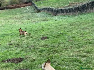 French Bulldog dogs KC HEALTH TESTED FRENCH BULLDOGS SPAYED GIRLS - Advert 7