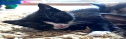 Domestic Shorthair cats for sale: 11 week old male kitten - Advert 14