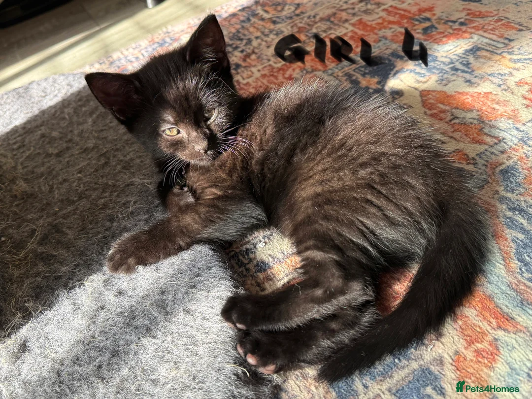 Mixed Breed cats for sale: Chocolate brown tabby kittens 🐱  - Advert 13