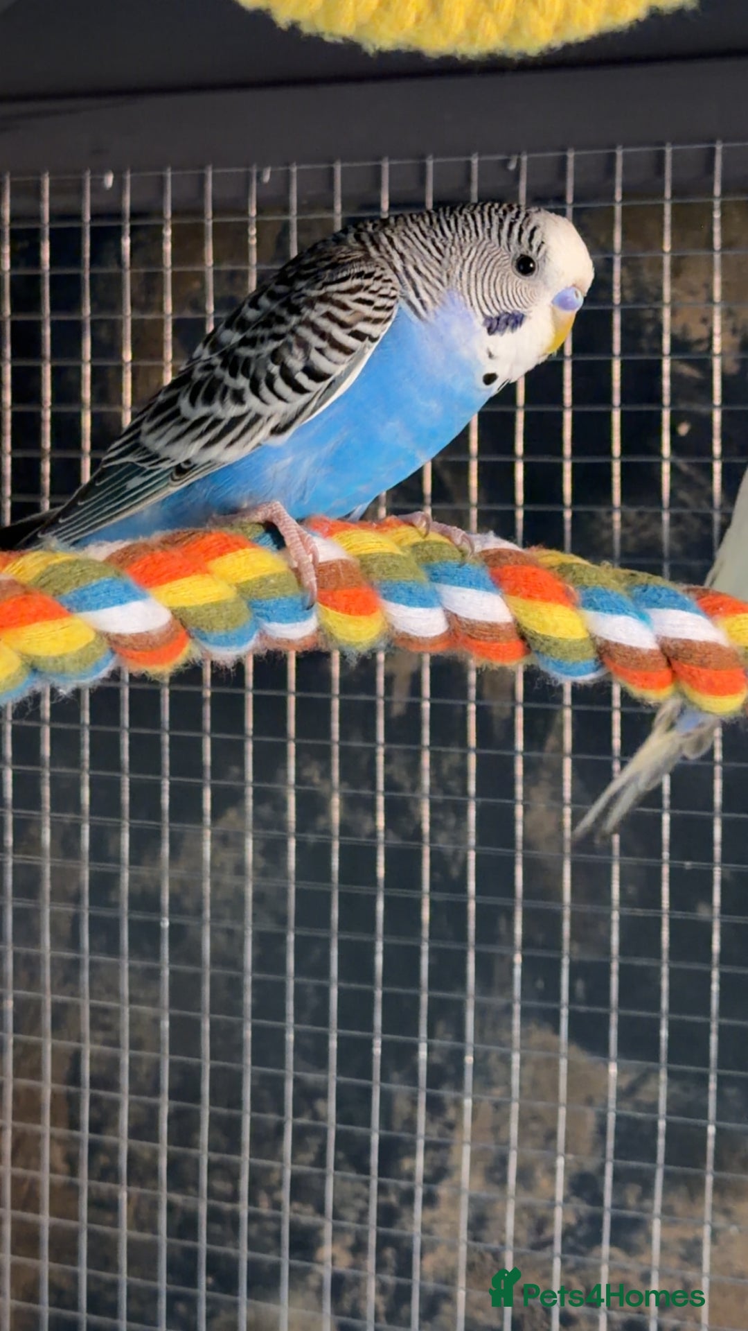 Budgerigars birds for sale: 2 budgies  - Image 3
