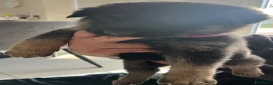 German Shepherd 3