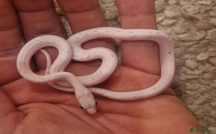 Corn Snake reptiles - Advert 6