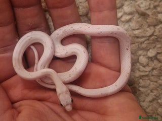 Corn Snake reptiles - Advert 14