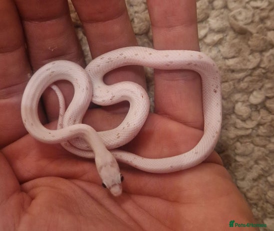 Corn Snake reptiles - Advert 4