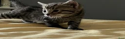 Mixed Breed cats for sale: Cute Bengal Kittens  - Advert 3