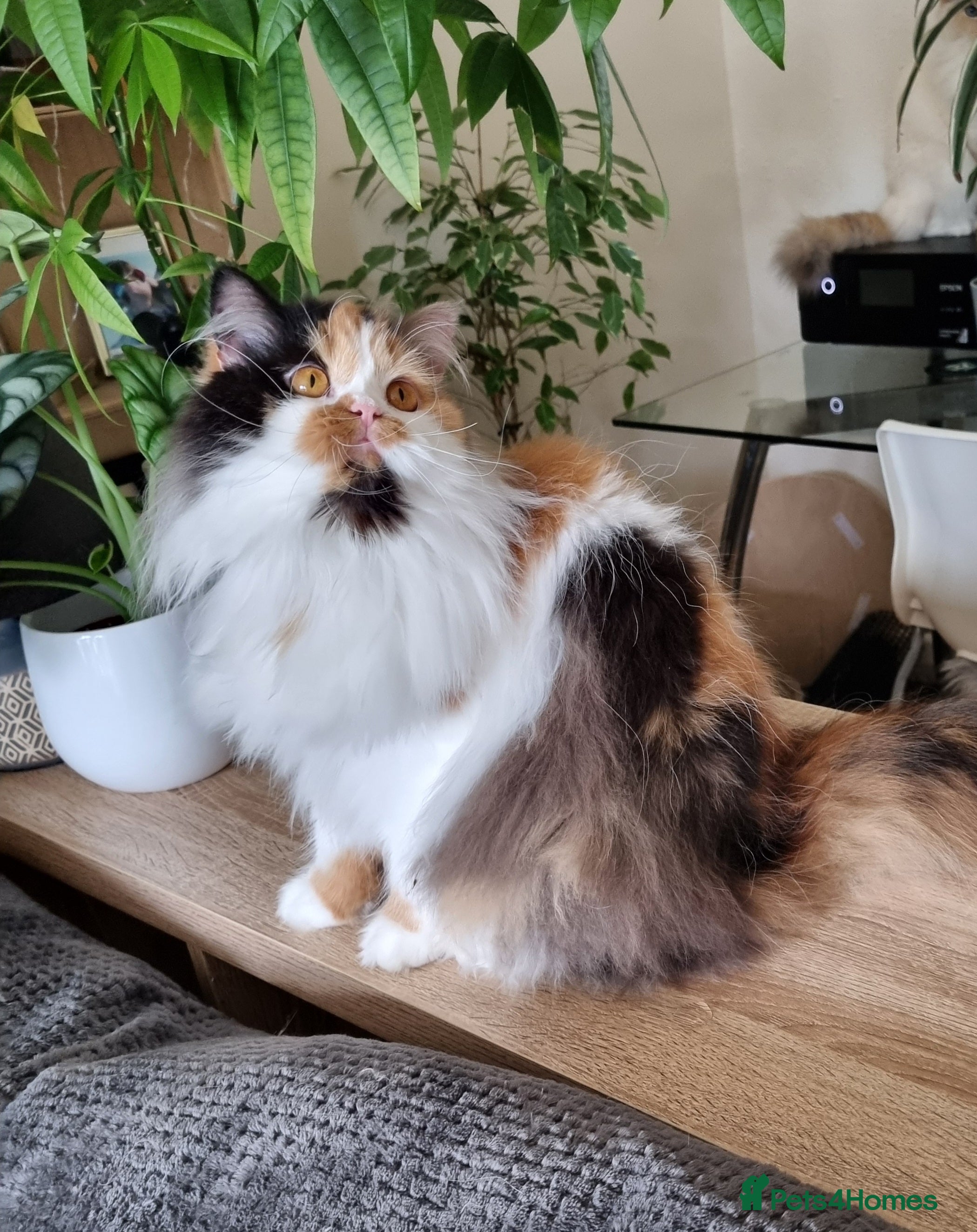 British Shorthair cats Active BLH for Breeding & Show - Advert 1