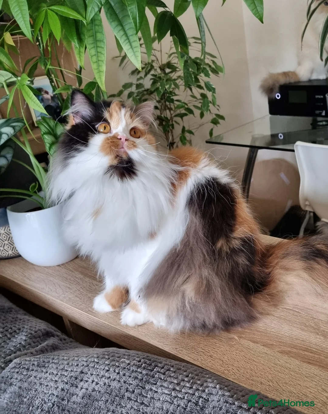 British Shorthair cats for sale: Active BLH for Breeding & Show - Advert 1