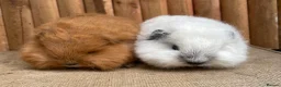 Guinea Pig rodents for sale: Baby Swiss Teddy Girls - Advert 2