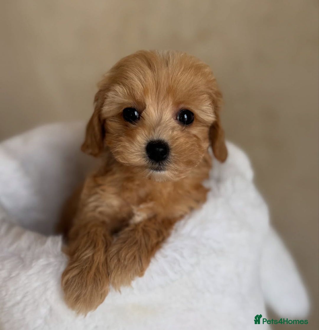 Maltipoo dogs for sale: Gorgeous Toy Maltipoo Puppies! - Image 4