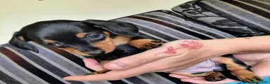 Miniature Dachshund Black And Tan (Female)