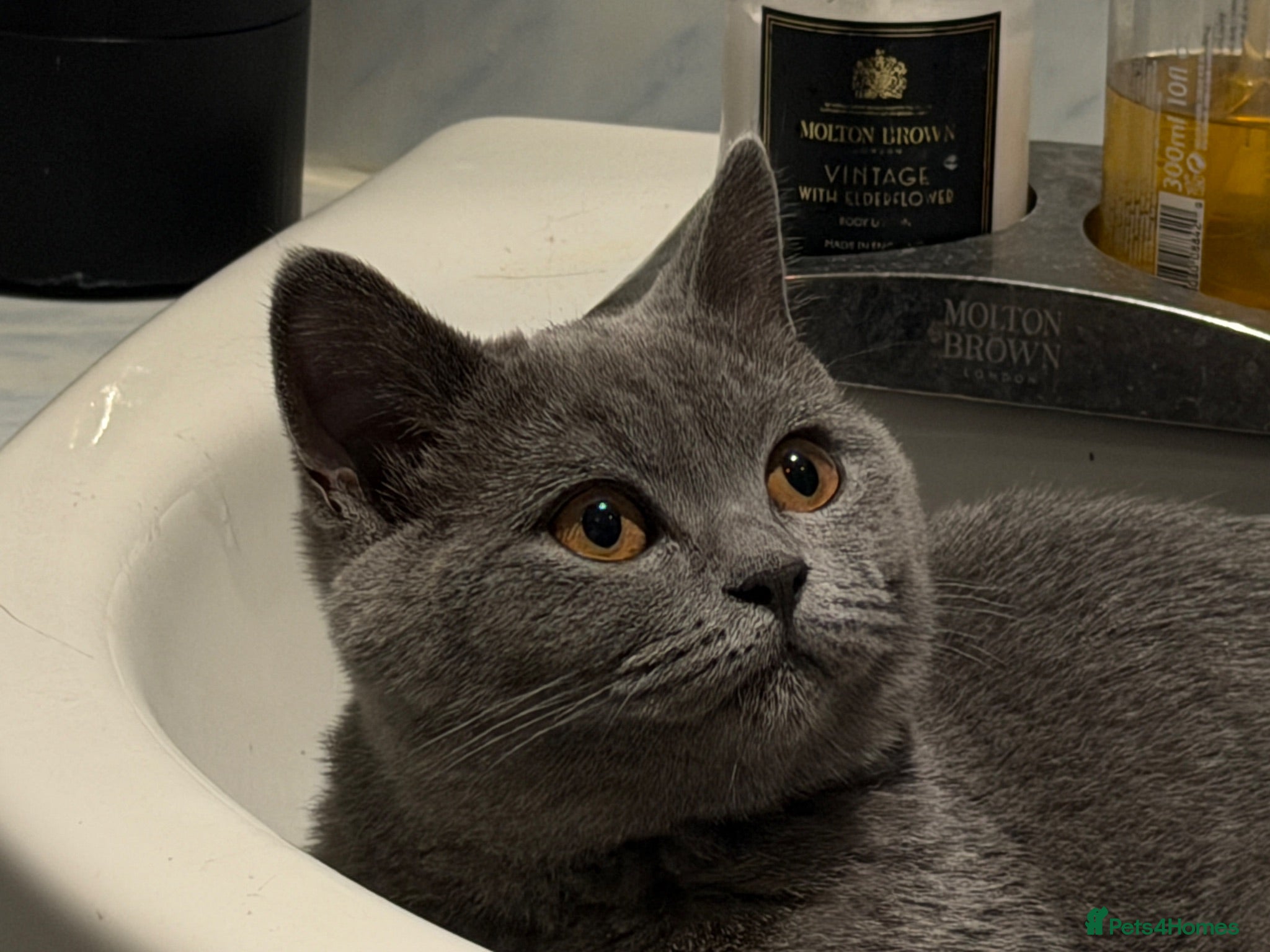 British Shorthair cats GCCF British shorthair kittens!Ready to collect! - Advert 1
