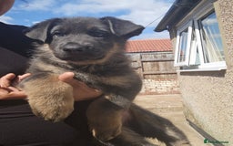 German Shepherd dogs for sale: German shepherd girl BLUE/TAN  in Rugby - Image 6