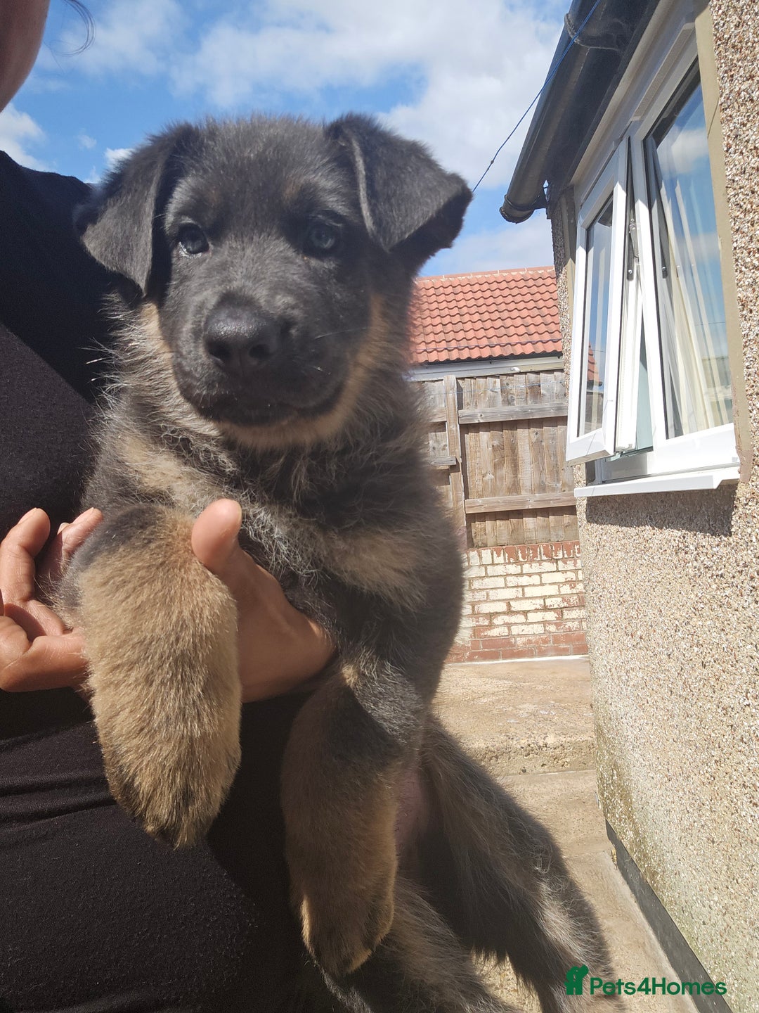 German Shepherd dogs for sale: German shepherd girl BLUE/TAN  in Rugby - Image 6