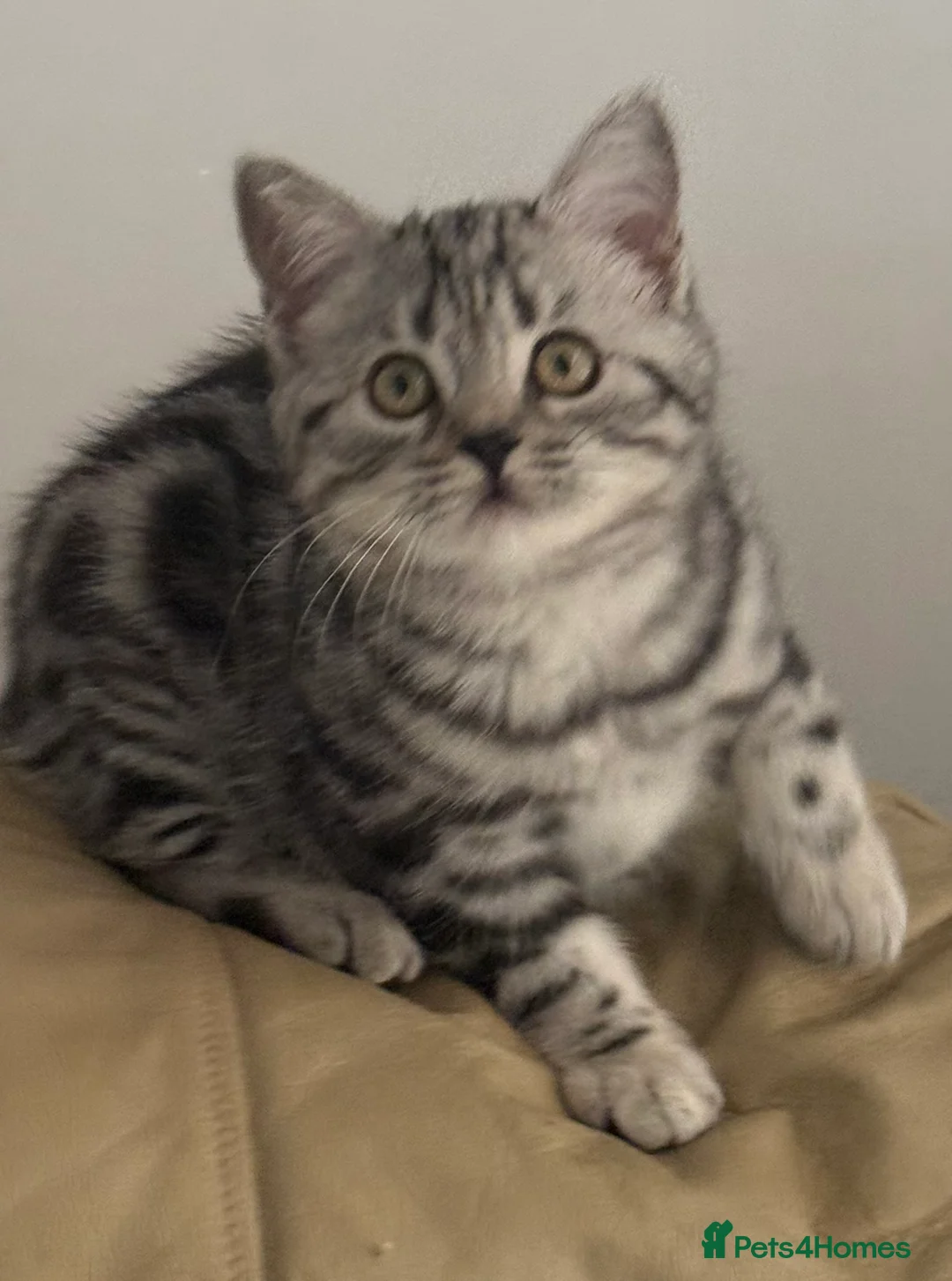 British Shorthair cats for sale: Top quality stunning British shorthair silvers - Advert 13