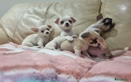 Chihuahua dogs for sale: Chihuahua puppies for sale  - Image 12