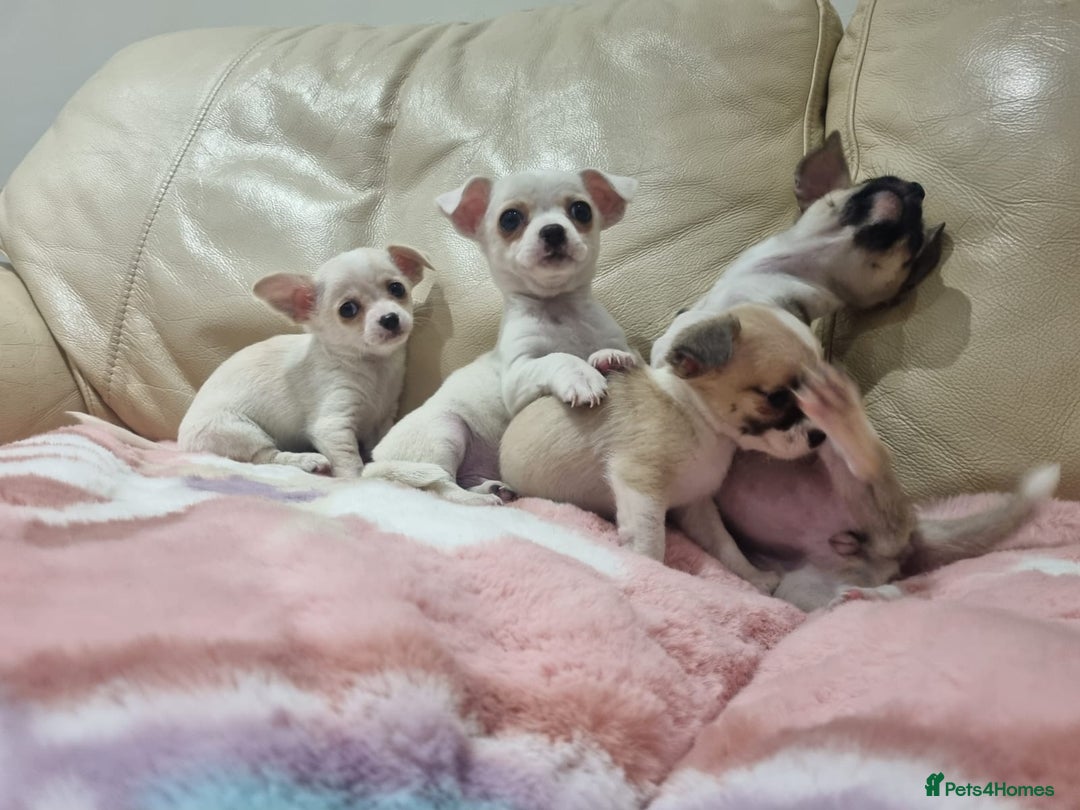 Chihuahua dogs for sale: Chihuahua puppies for sale  - Image 12