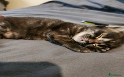British Longhair cats for sale: British longhair mix kittens 😸  in Bristol - Image 2