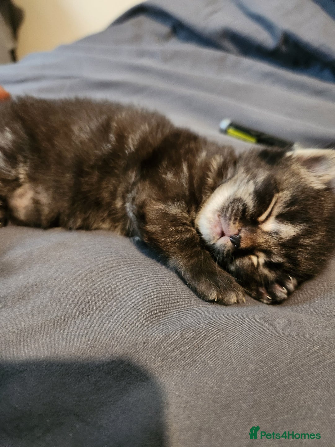 British Longhair cats for sale: British longhair mix kittens 😸  in Bristol - Image 2
