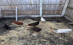 Chickens poultry for sale: Chickens for sale - Image 9