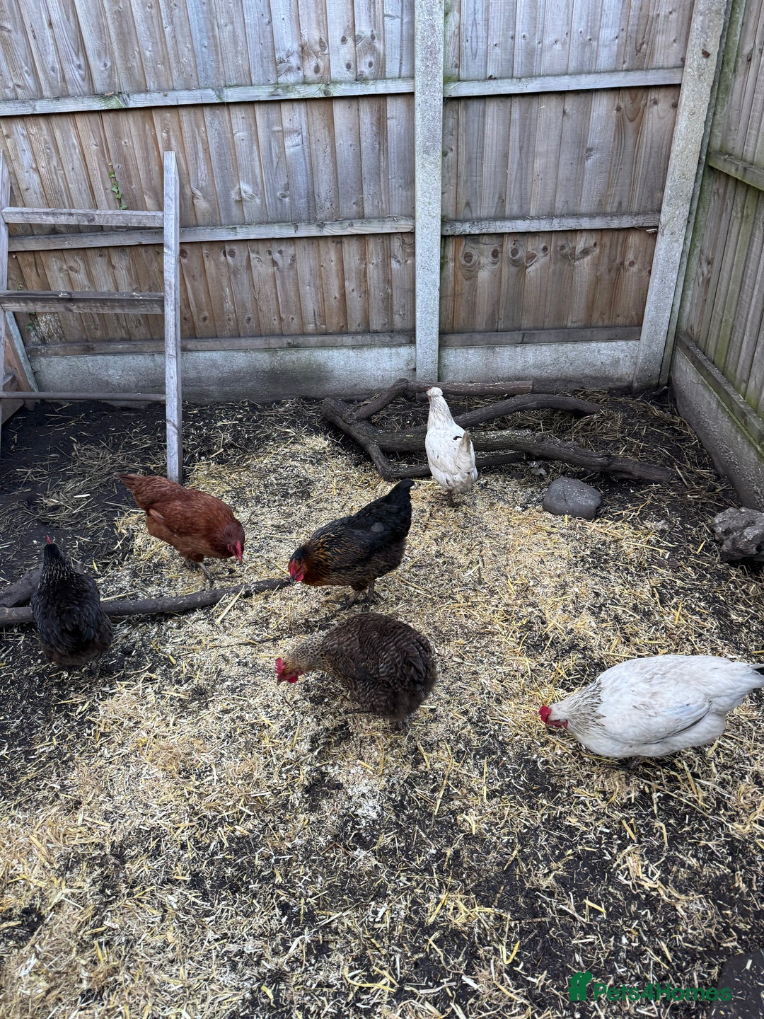 Chickens poultry for sale: Chickens for sale - Image 9