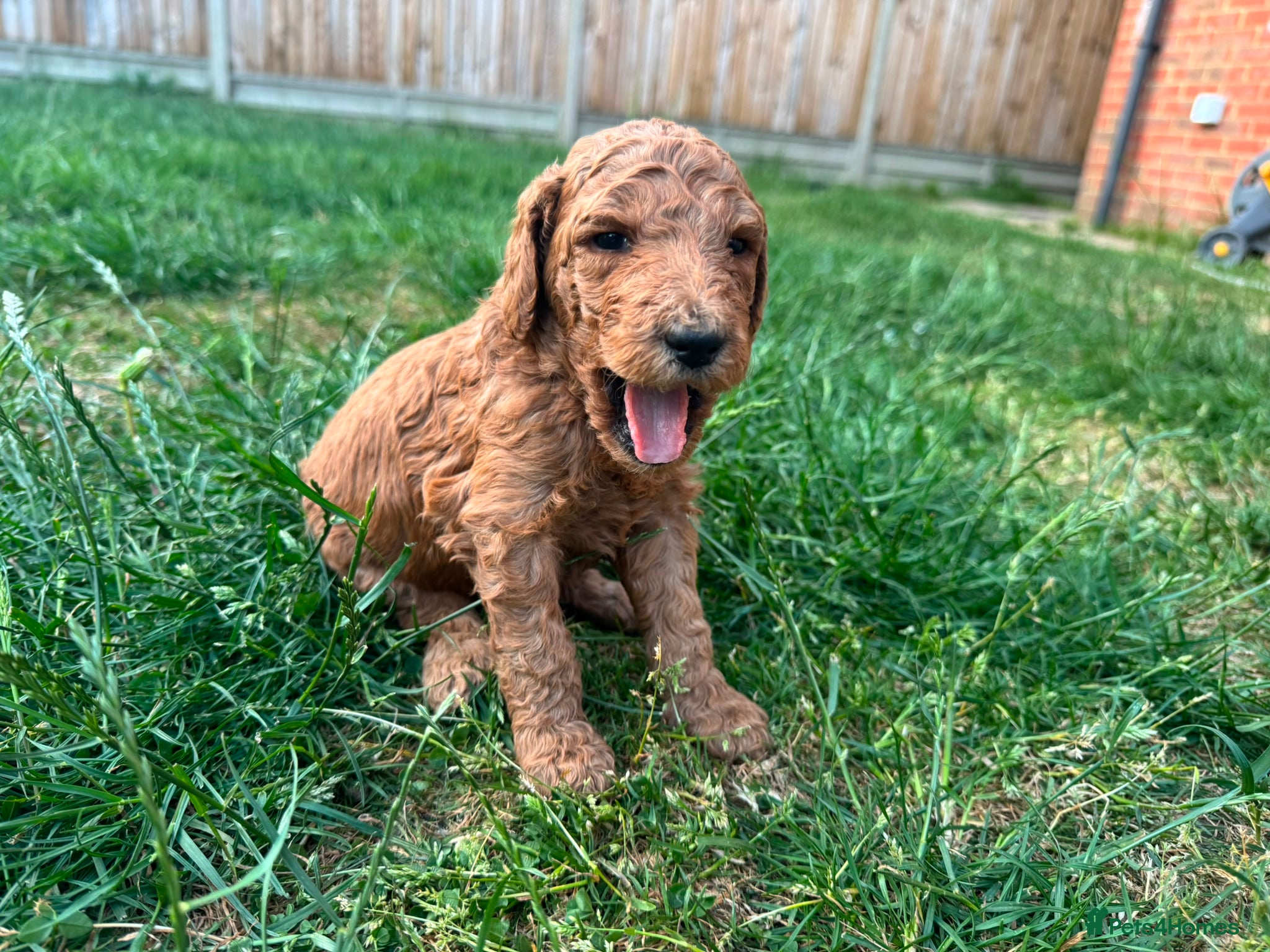 Goldendoodle dogs for sale: Stunning Goldendoodle Puppies in Herne Bay - Advert 13