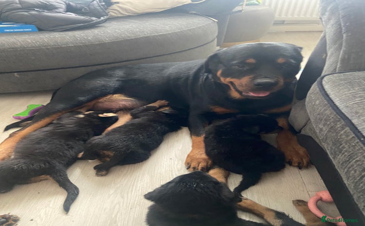 Rottweiler dogs - Advert 2
